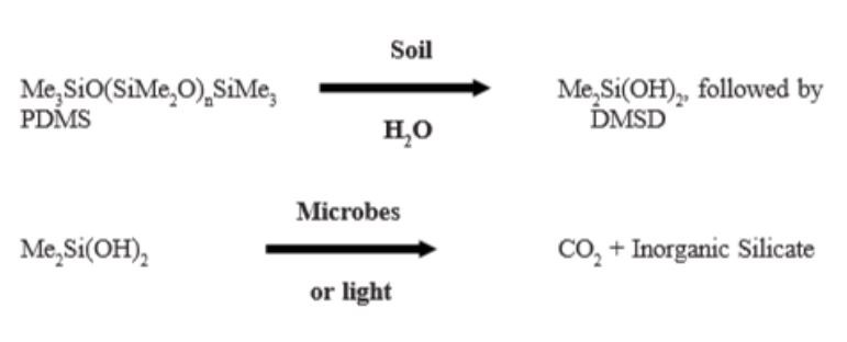 effects-silicone-in-nature