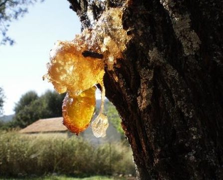 resin-definition